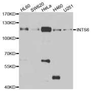 Western blot analysis of extracts of various cell lines, using INTS6 antibody (abx005086) at 1/1000 dilution.