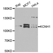 Western blot analysis of extracts of various cell lines, using KCNH1 antibody (abx005087) at 1/1000 dilution.