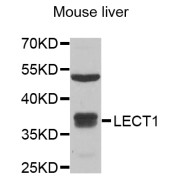 Western blot analysis of extracts of mouse liver, using LECT1 antibody (abx005093) at 1/1000 dilution.