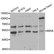 Western blot analysis of extracts of various cell lines, using MINA antibody (abx005101) at 1/1000 dilution.