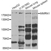 Western blot analysis of extracts of various cell lines, using MMRN1 Antibody (abx005104) at 1/1000 dilution.