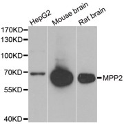 Western blot analysis of extracts of various cell lines, using MPP2 antibody (abx005105) at 1/1000 dilution.