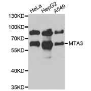 Western blot analysis of extracts of various cell lines, using MTA3 antibody (abx005106) at 1/1000 dilution.