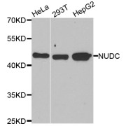 Western blot analysis of extracts of various cell lines, using NUDC antibody (abx005120) at 1/1000 dilution.