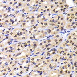 Nuclear Migration Protein NudC (NUDC) Antibody