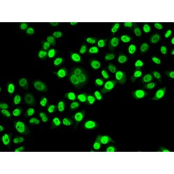 Nuclear Migration Protein NudC (NUDC) Antibody