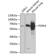 Western blot analysis of extracts of various cell lines, using P2RX4 antibody (abx005122) at 1/1000 dilution.