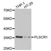 Western blot analysis of extracts of various cell lines, using PLSCR1 antibody (abx005131) at 1/1000 dilution.