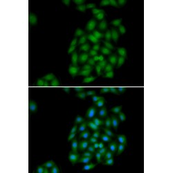 Phospholipid Scramblase 1 (PLSCR1) Antibody