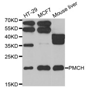 Western blot analysis of extracts of various cell lines, using PMCH antibody (abx005132) at 1/1000 dilution.