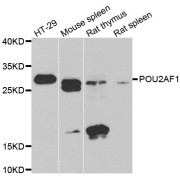 Western blot analysis of extracts of various cell lines, using POU2AF1 antibody (abx005135) at 1/1000 dilution.