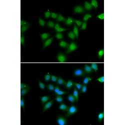 POU Class 2 Associating Factor 1 (POU2AF1) Antibody