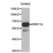 Western blot analysis of extracts of SW620 cells, using PRPF19 antibody (abx005143) at 1/1000 dilution.