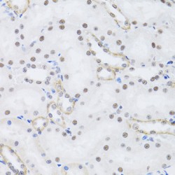 Pre-mRNA Processing Factor 19 (PRPF19) Antibody