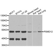 Western blot analysis of extracts of various cell lines, using PSMD12 antibody (abx005145) at 1/1000 dilution.