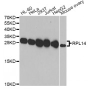 Western blot analysis of extracts of various cell lines, using RPL14 antibody (abx005157) at 1/1000 dilution.