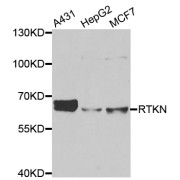 Western blot analysis of extracts of various cell lines, using RTKN antibody (abx005164) at 1/1000 dilution.