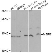 Western blot analysis of extracts of various cell lines, using MSRB1 Antibody (abx005168) at 1/1000 dilution.