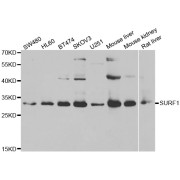 Western blot analysis of extracts of various cell lines, using SURF1 antibody (abx005182) at 1/1000 dilution.