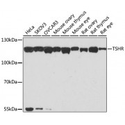 Western blot analysis of extracts of various cell lines, using TSHR antibody (abx005203) at 1/1000 dilution.