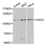 Western blot analysis of extracts of various cell lines, using AGO2 antibody (abx005217) at 1/1000 dilution.