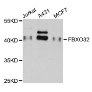 Western blot analysis of extracts of various cell lines, using FBXO32 antibody (abx005224) at 1/1000 dilution.