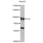 Western blot analysis of extracts of HepG2 cells, using C1S antibody (abx005238) at 1/1000 dilution.