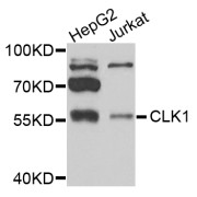 Western blot analysis of extracts of various cell lines, using CLK1 antibody (abx005243) at 1/1000 dilution.