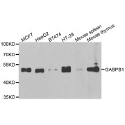 Western blot analysis of extracts of various cell lines, using GABPB1 antibody (abx005252) at 1/1000 dilution.