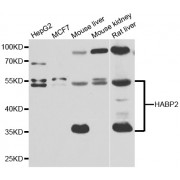 Western blot analysis of extracts of various cell lines, using HABP2 antibody (abx005258) at 1/1000 dilution.