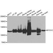 Western blot analysis of extracts of various cell lines, using MYO1C antibody (abx005266) at 1/1000 dilution.