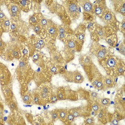 Myosin IC (MYO1C) Antibody