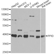 Western blot analysis of extracts of various cell lines, using PPID antibody (abx005272) at 1/1000 dilution.