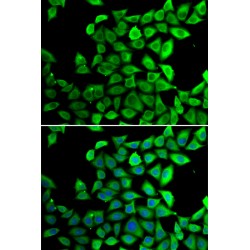 Peptidylprolyl Isomerase D / CYPD (PPID) Antibody