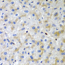 Serglycin (SRGN) Antibody