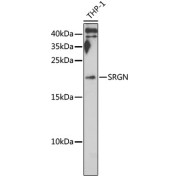 Western blot analysis of THP-1 cells, using SRGN antibody (1/1000 dilution).