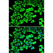 Immunofluorescence analysis of U2OS cells using RPLP2 antibody (abx005289). Blue: DAPI for nuclear staining.