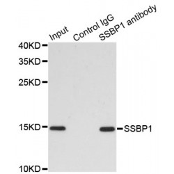 Single Stranded DNA Binding Protein 1 (SSBP1) Antibody