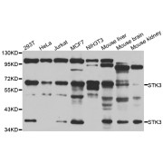 Western blot analysis of extracts of various cell lines, using STK3 antibody (abx005300) at 1/1000 dilution.