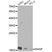 Western blot analysis of extracts of various cell lines, using MANF Antibody (abx005306) at 1/1000 dilution.