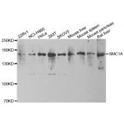Western blot analysis of extracts of various cell lines, using SMC1A antibody (abx005309) at 1/1000 dilution.