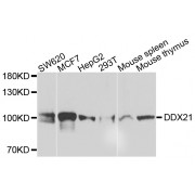 Western blot analysis of extracts of various cell lines, using DDX21 antibody (abx005324) at 1/1000 dilution.