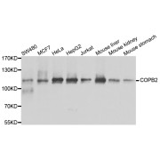 Western blot analysis of extracts of various cell lines, using COPB2 antibody (abx005326) at 1/1000 dilution.