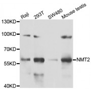 Western blot analysis of extracts of various cell lines, using NMT2 antibody (abx005331) at 1/1000 dilution.
