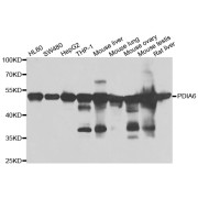 Western blot analysis of extracts of various cell lines, using PDIA6 antibody (abx005339) at 1/1000 dilution.