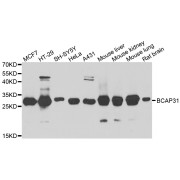 Western blot analysis of extracts of various cell lines, using BCAP31 antibody (abx005340) at 1/1000 dilution.