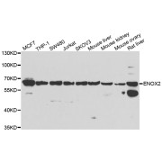 Western blot analysis of extracts of various cell lines, using ENOX2 antibody (abx005345) at 1/1000 dilution.