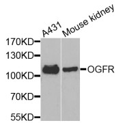 Western blot analysis of extracts of various cell lines, using OGFR antibody (abx005351) at 1/1000 dilution.