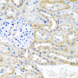 Opioid Growth Factor Receptor (OGFR) Antibody