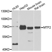 Western blot analysis of extracts of various cell lines, using MTF2 antibody (abx005353) at 1/1000 dilution.